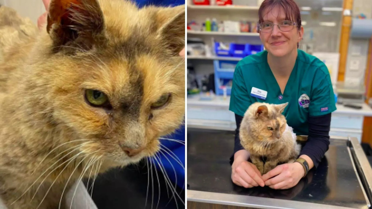 Kim Collier was reunited with Tilly after 17 years after a call from SSCPA | Image courtesy: Daily Record