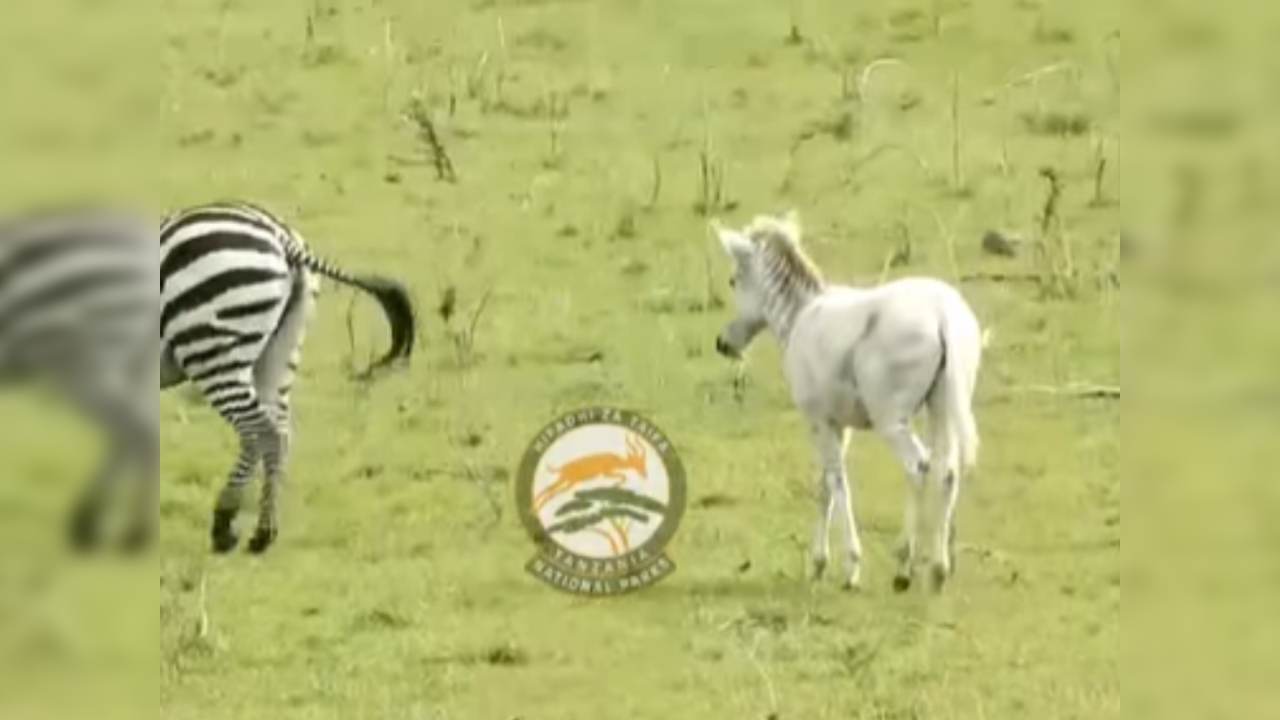 Albino zebra