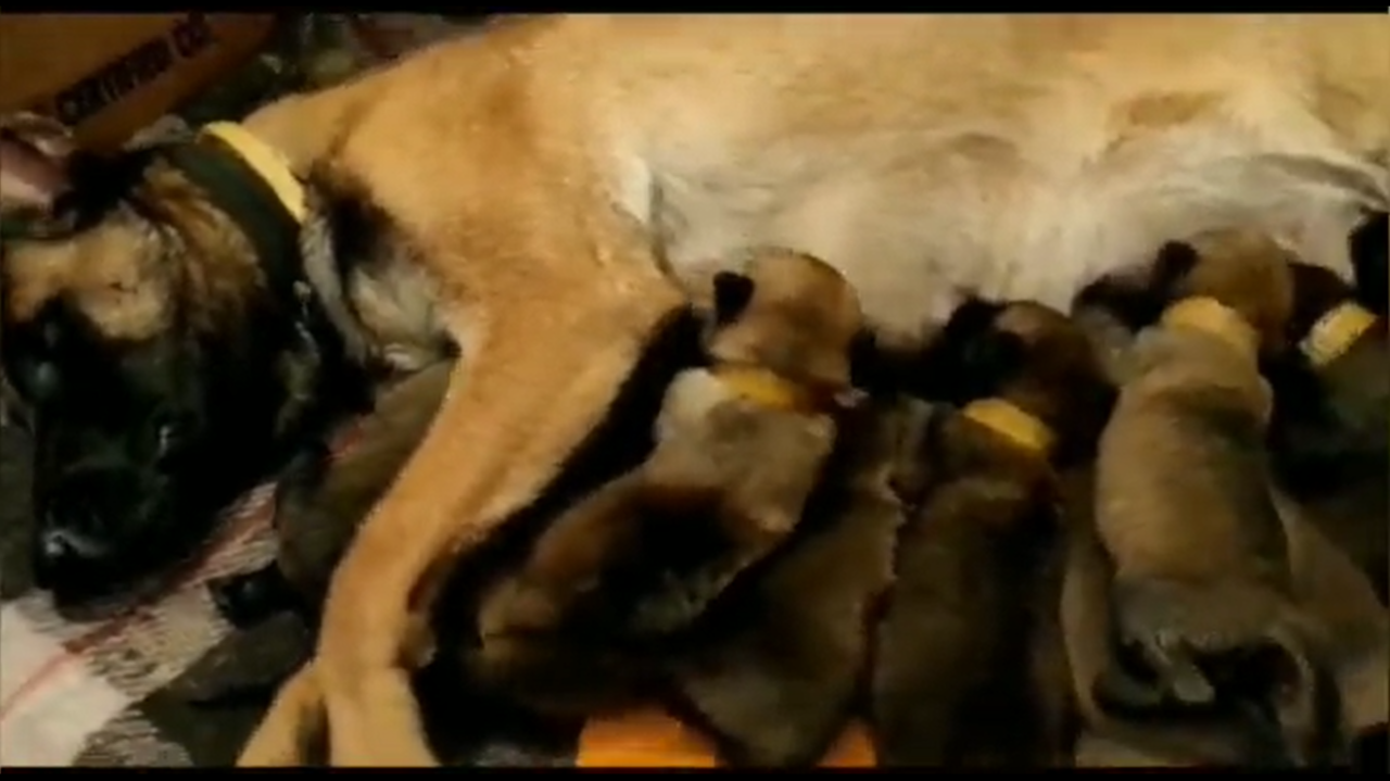 ITBP warrior dogs welcome 13 puppies