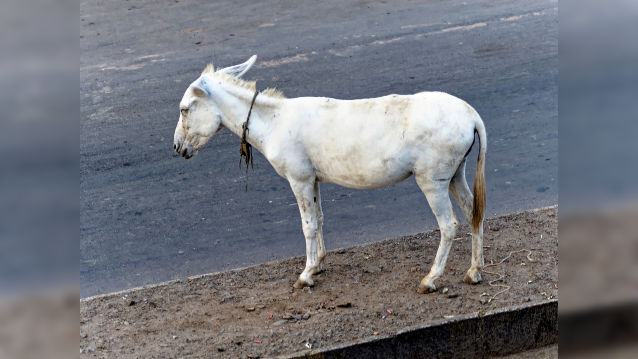 'Newest son-in-law' gets donkey ride on Holi in Maharashtra's Beed