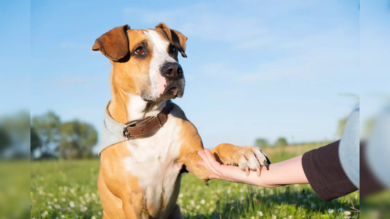 Spending time with dogs can reduce pain: Study