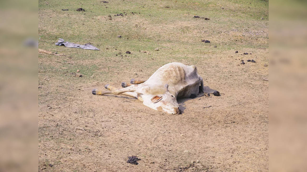 cow death--iStock-855240586