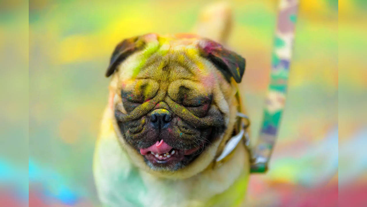 This Holi, ensuring your pet's safety and health is your responsibility