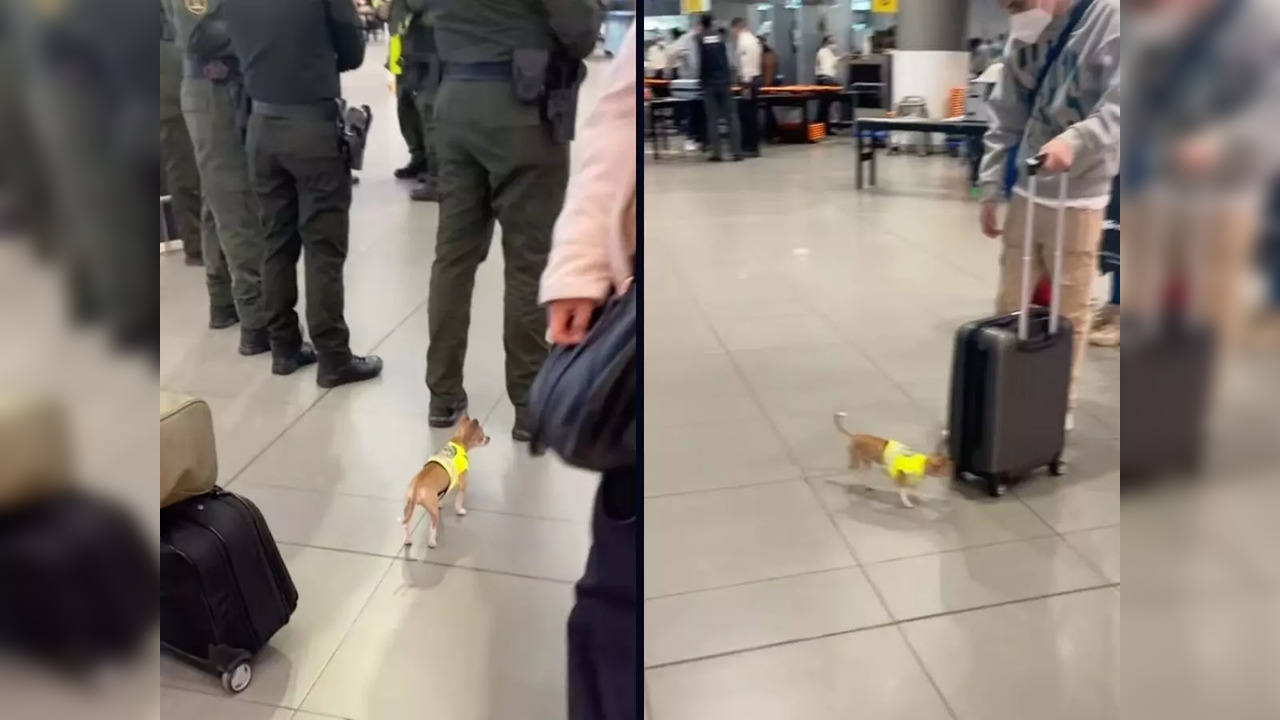 The sniffer dog is going viral after a passenger named Agata Fornasa posted a video of him going about his business.