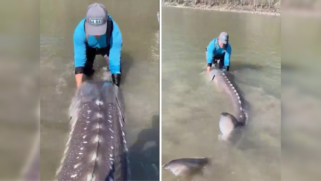 Yves Bisson eventually released the centenarian sturgeon into the river | Image: Twitter