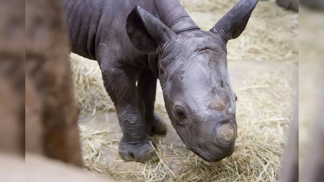 Image courtesy: Dvůr Králové Zoo