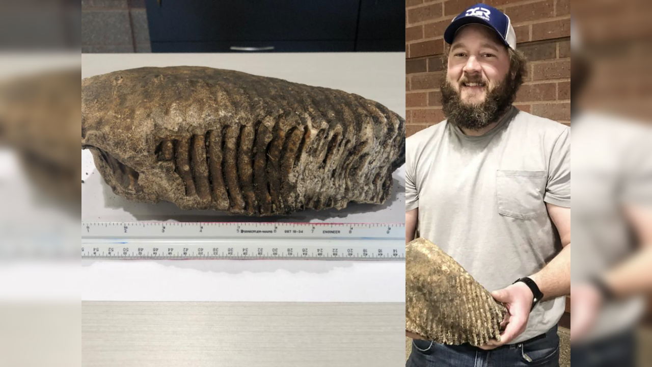 Woolly Mammoth tooth