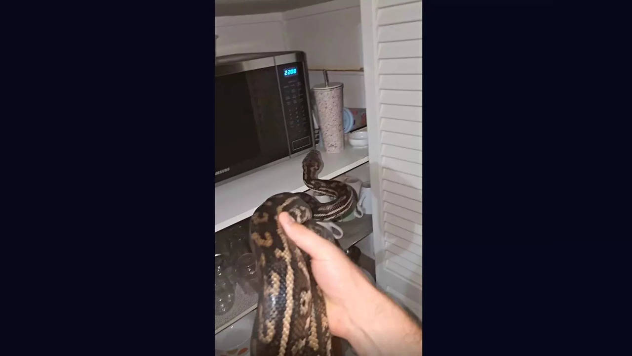 An Aussie woman found a carpet python on the top shelf of her pantry | Image: Facebook