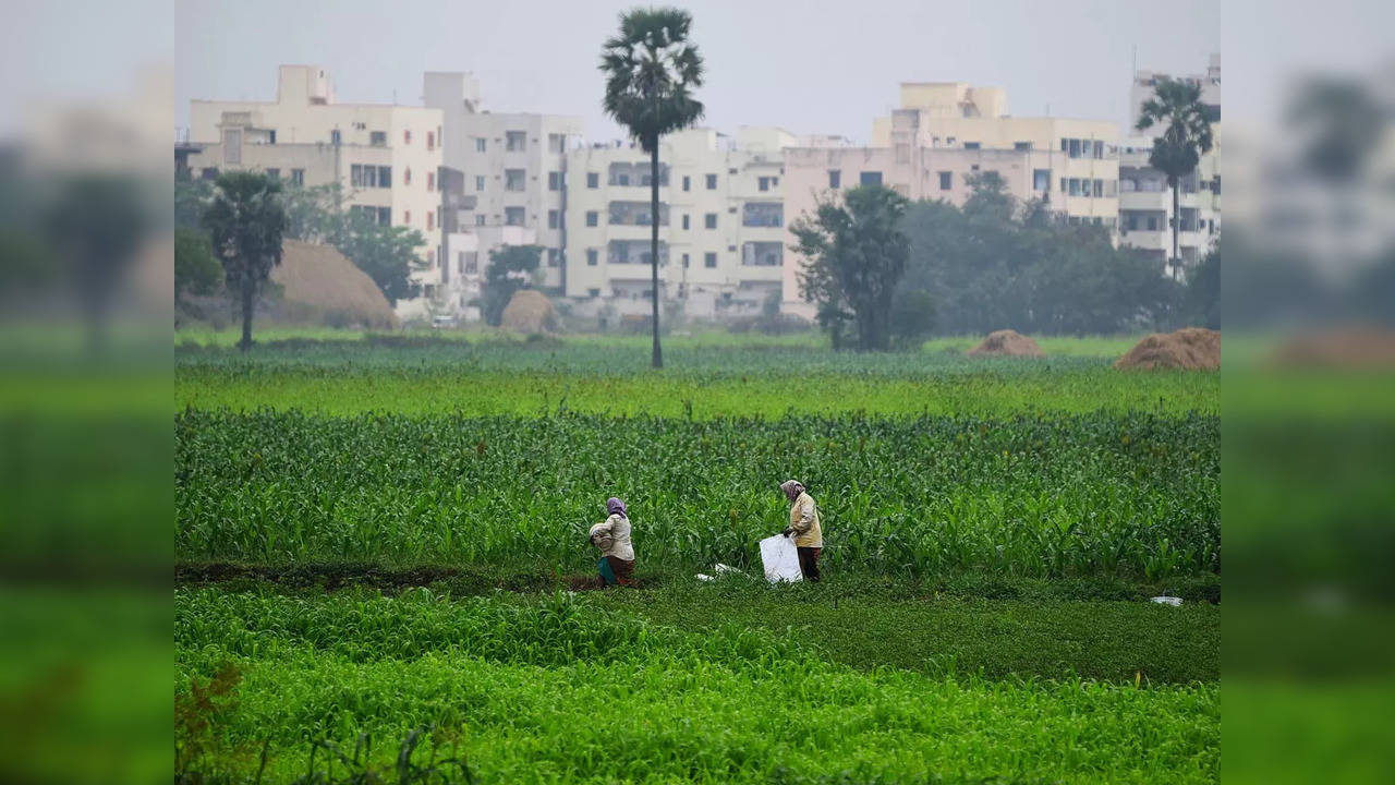 Maize exports rise 28.5% to $816.31 million in April-January FY22