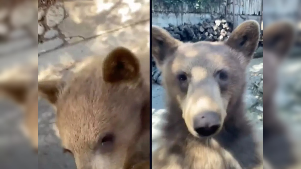 A family of bears were sniffing around a man's car for his corned beef sandwich | Image courtesy: Twitter