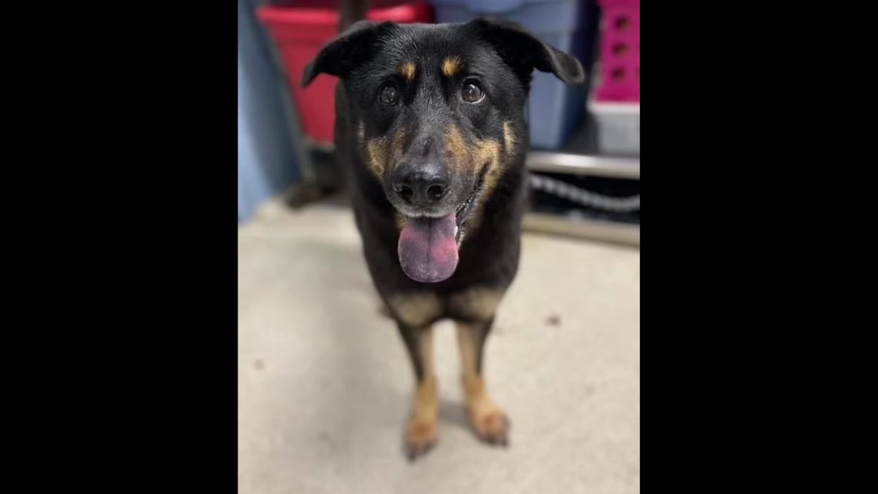 Dog abandoned at animal shelter as owners think he is 'gay'