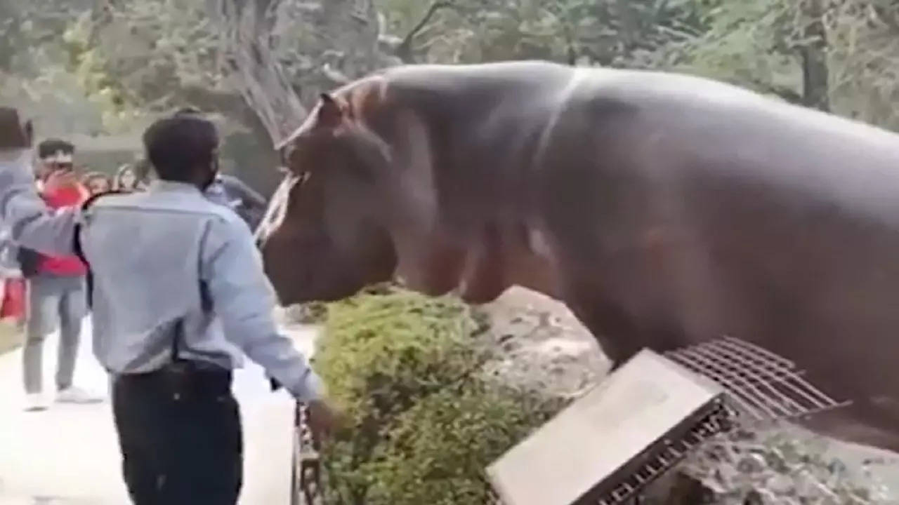 Delhi zoo guard smacks hippo back in pen