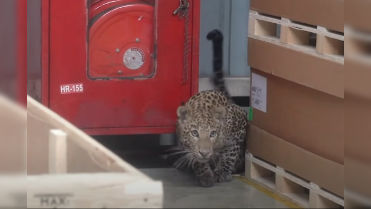 Leopard rescued from Mercedes-Benz plant in Maharashtra