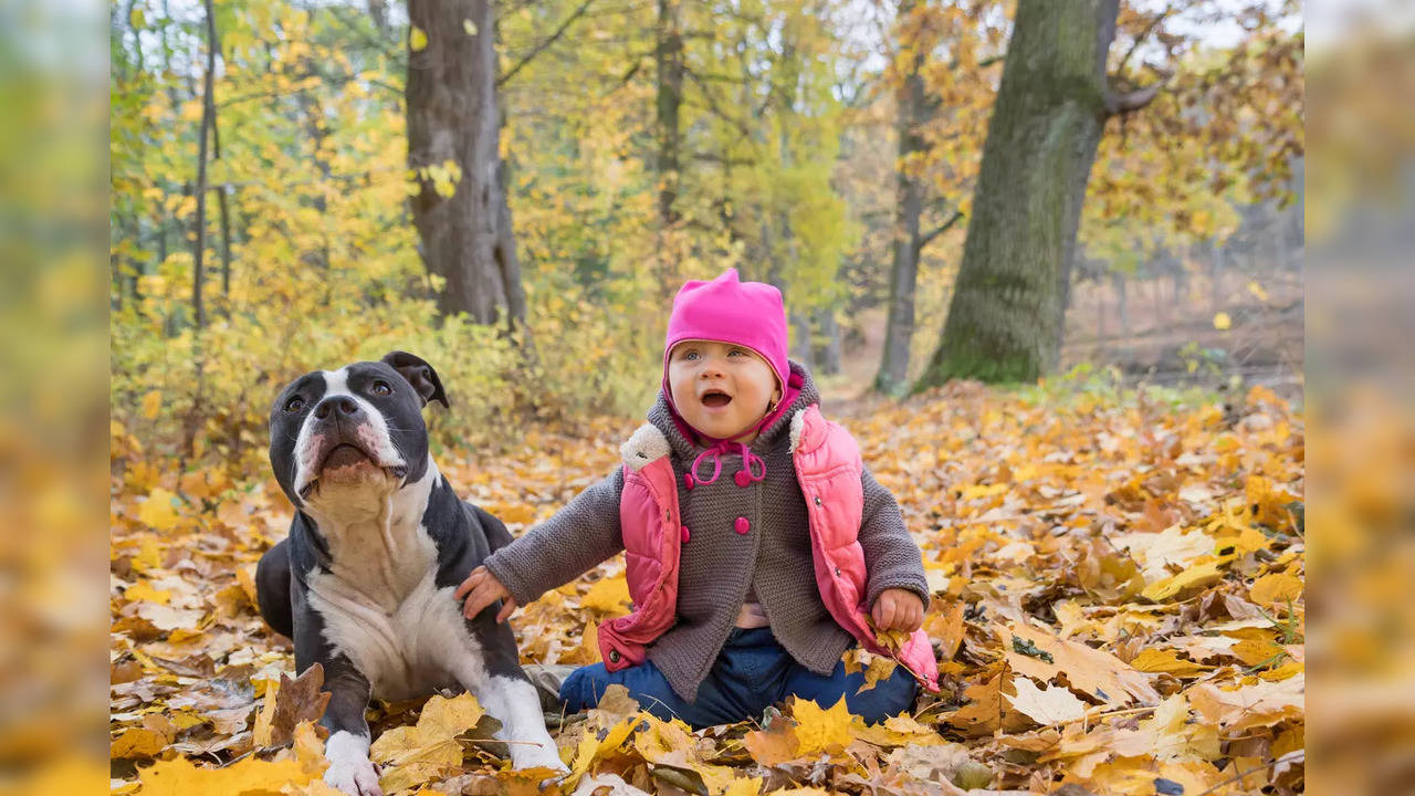 American Staffordshire Terrier and a baby (Representative pic)