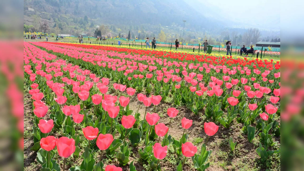 Asia's largest tulip garden reopens in Srinagar