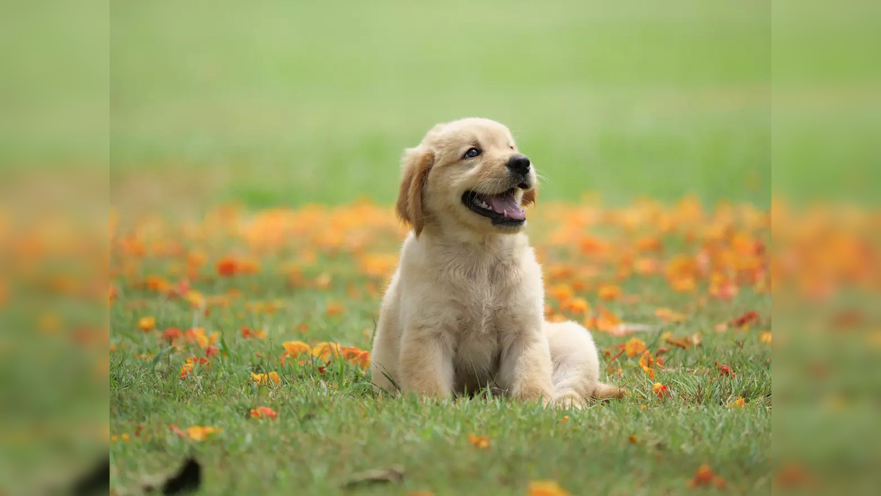 The woman says she named her dog Covid because she rescued him during the national lockdown | Image: iStock