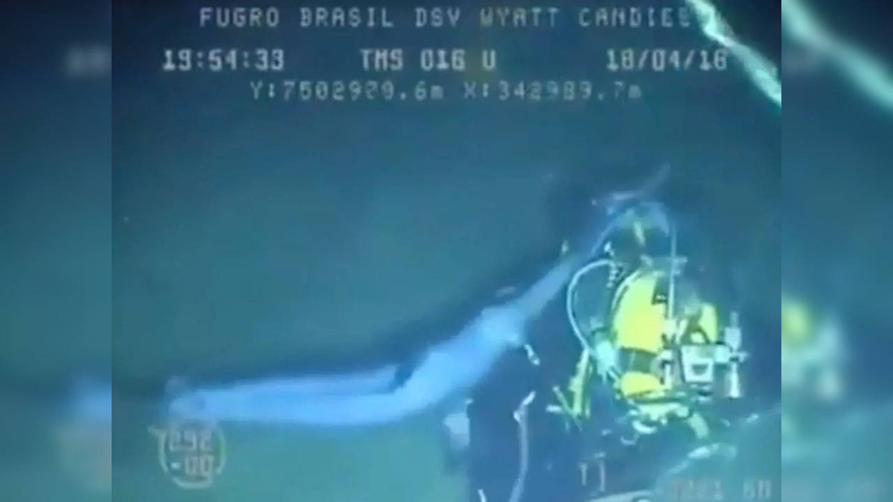 The 5-foot-long swordfish impaled the diver's oxygen tank | Image: Twitter