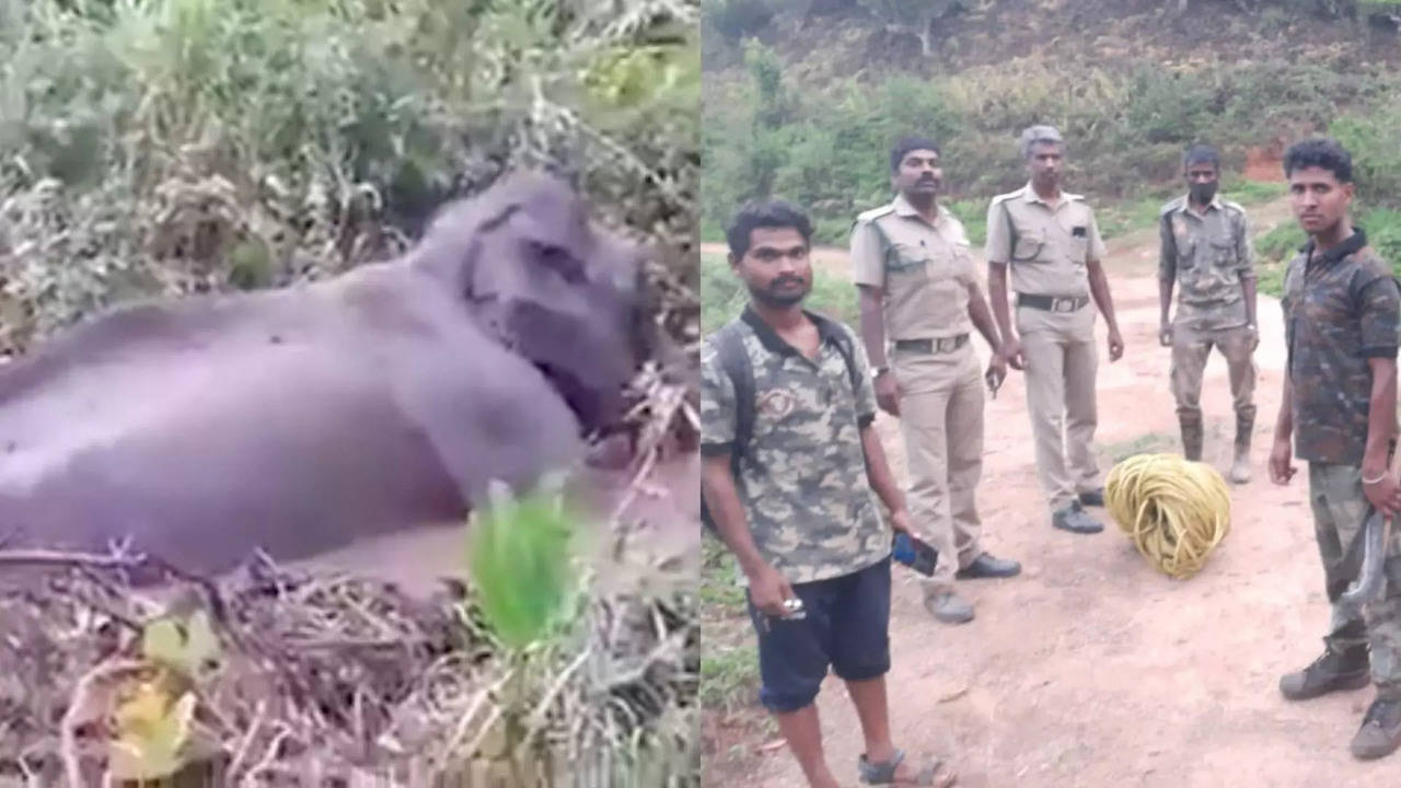 The elephant held onto a rope thrown by the forest staff | Image courtesy: @supriyasahuias/Twitter