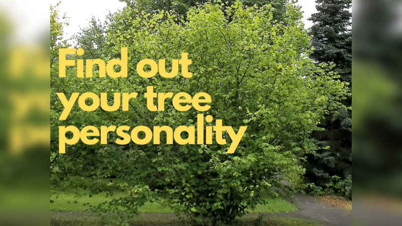 What is your tree personality ?