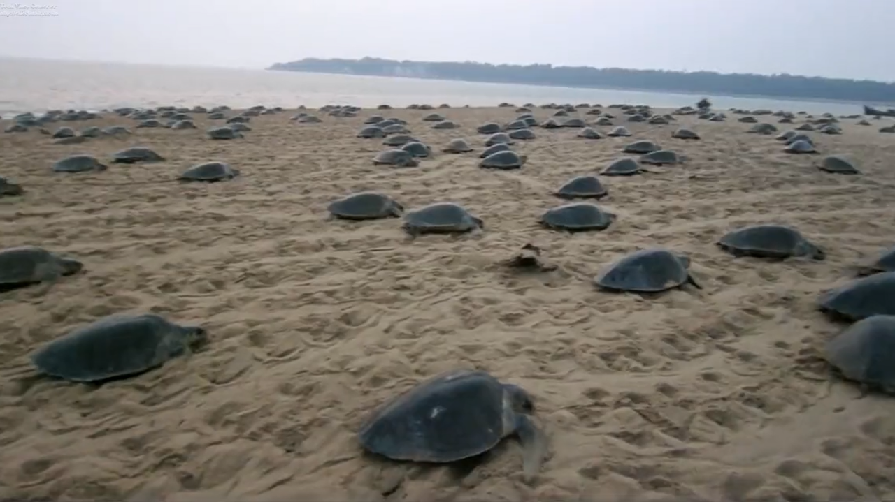 Olive Ridley Turtles