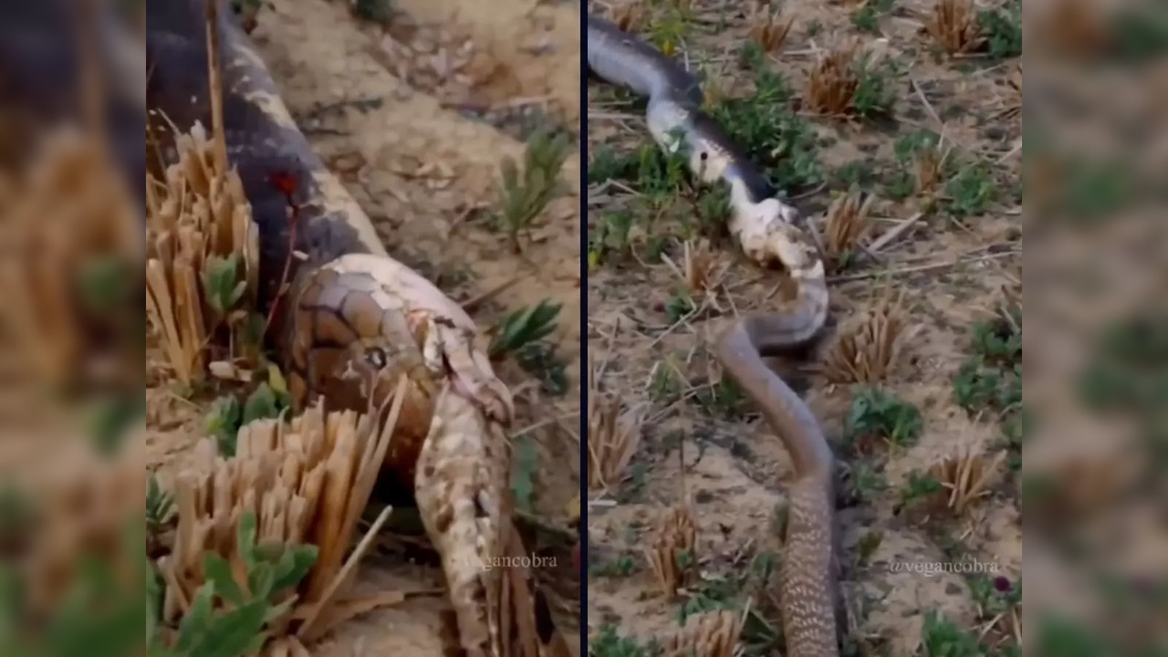 A snake lounging in its burrow was eaten alive  | Image courtesy:@vegancobra/Instagram