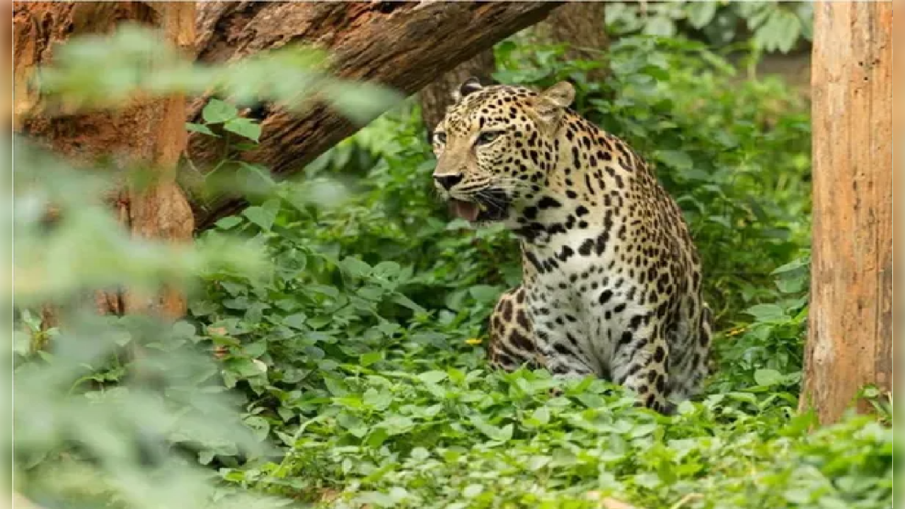 In defence of the Bengaluru leopard: Why big cats are entering cities