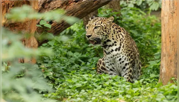 Bengaluru: Leopard on the prowl at Yelahanka rail factory, forest dept ...