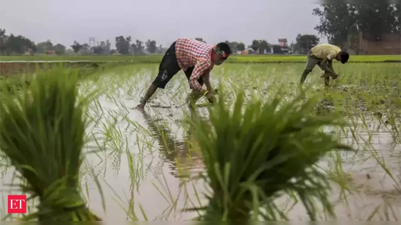 MSP on crops