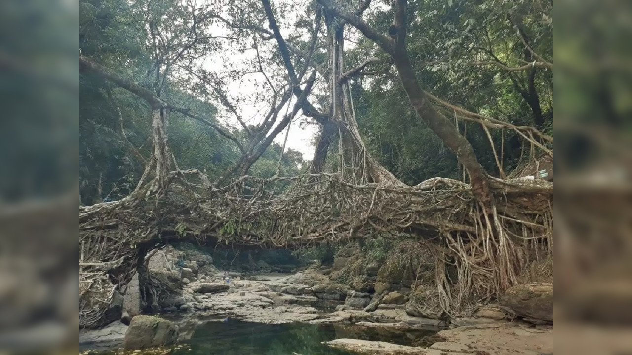 Living Root Bridge