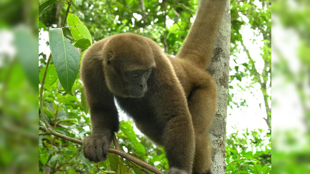 Woolly monkey