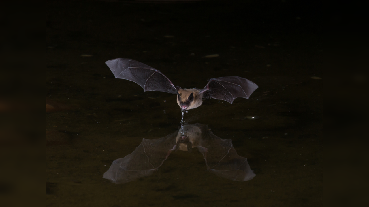 How do vampire bats survive on blood alone?