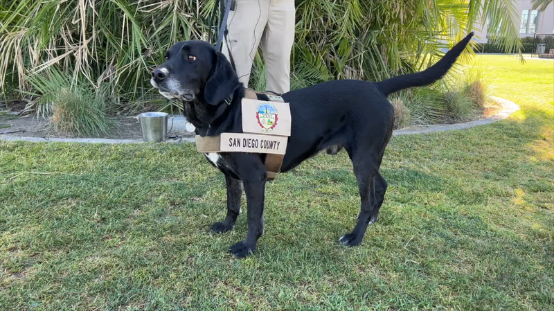 Top detector dog gets service award