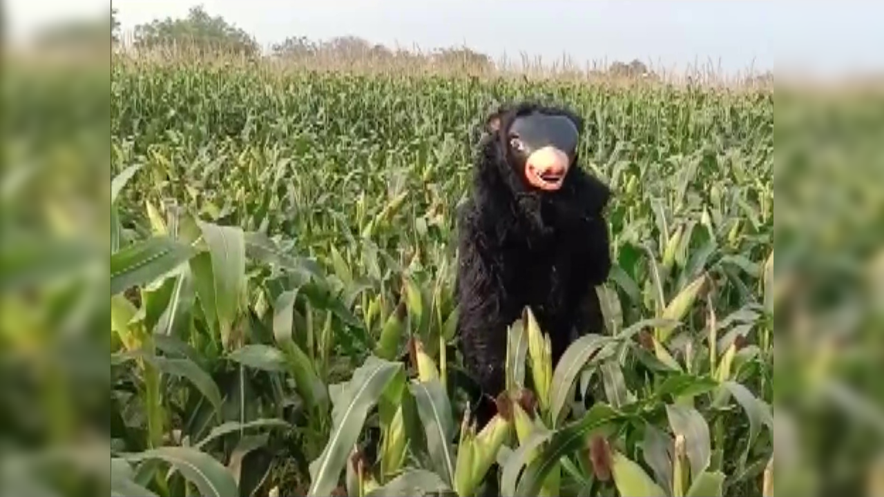 Telangana man wears bear costume to keep monkeys away from crops