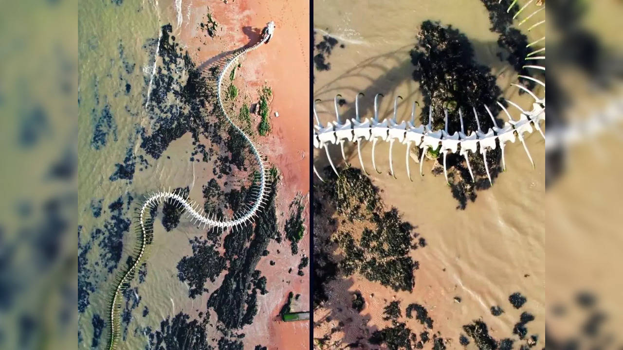 Giant 'Snake Skeleton' On Google Maps Sparks Titanoboa Theories, But