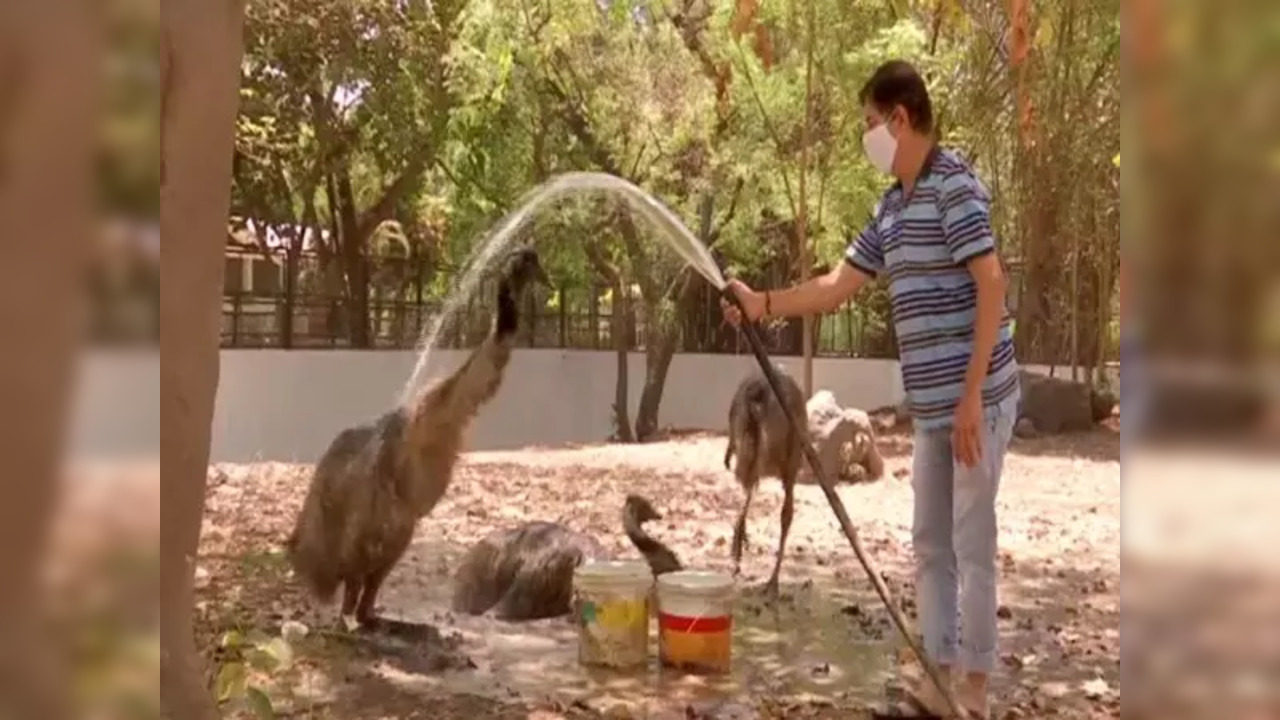 A zookeeper gives an Emu a bath at Sarthana Nature Park and Zoo | Image courtesy: ANI