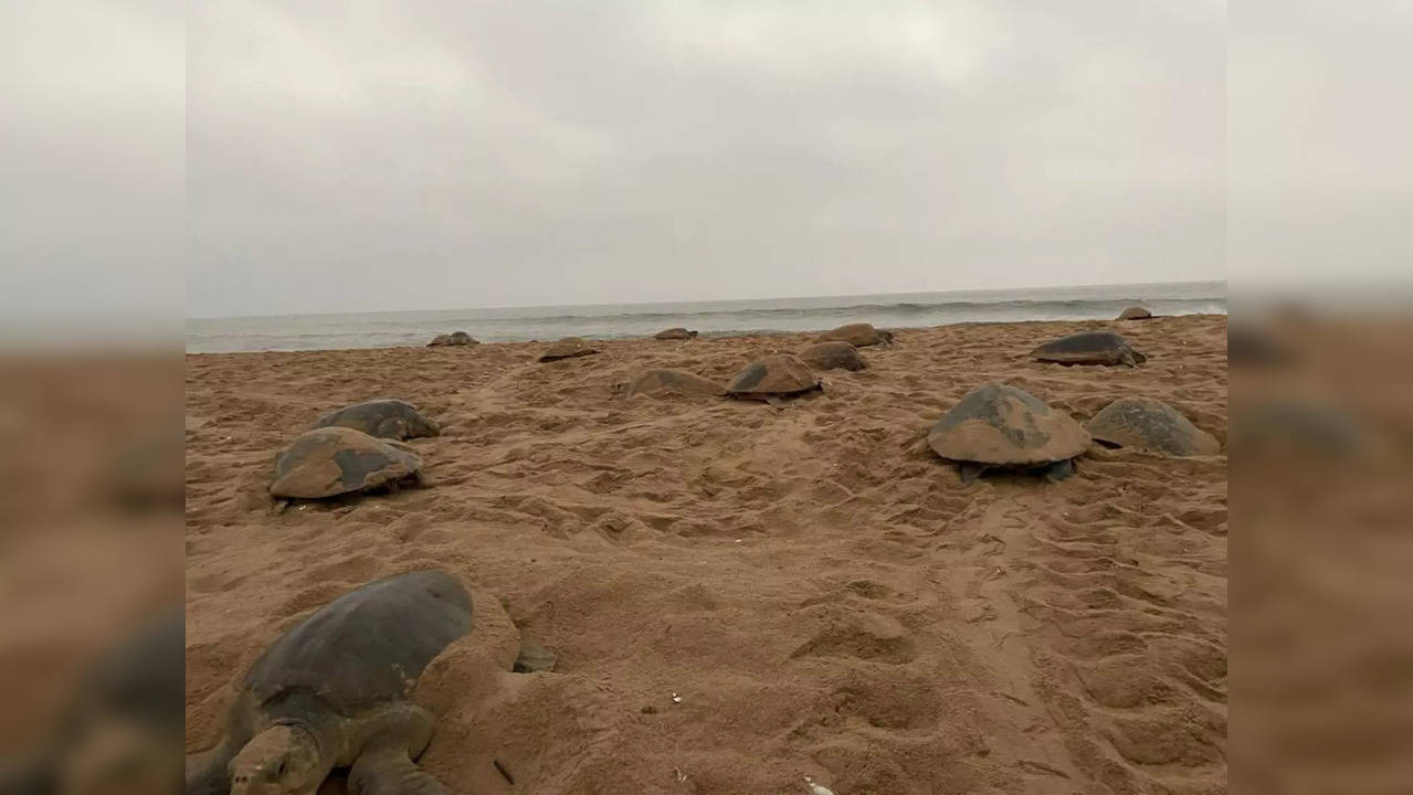 The Rushikulya and Gahirmatha coasts are major nesting sites for the species in Odisha | Image courtesy: @moefcc/Twitter