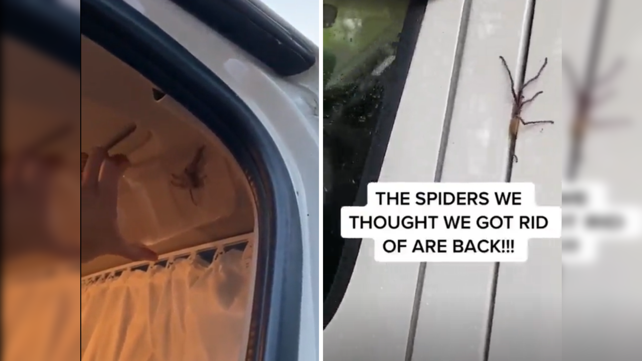 Spiders in the Land Down Under