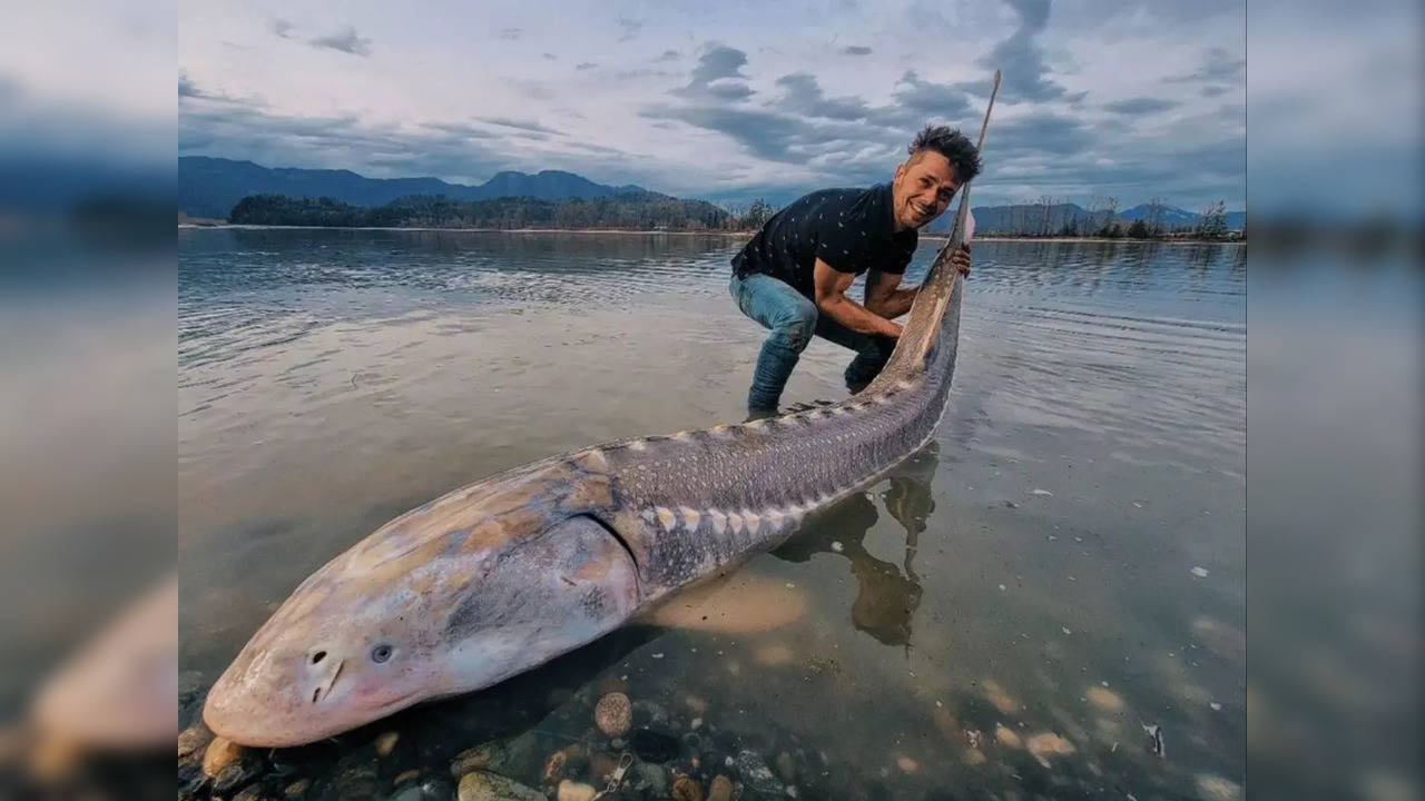 Viral video: Alberta man catches massive 'living dinosaur' in once-in-a-lifetime  haul at Fraser river