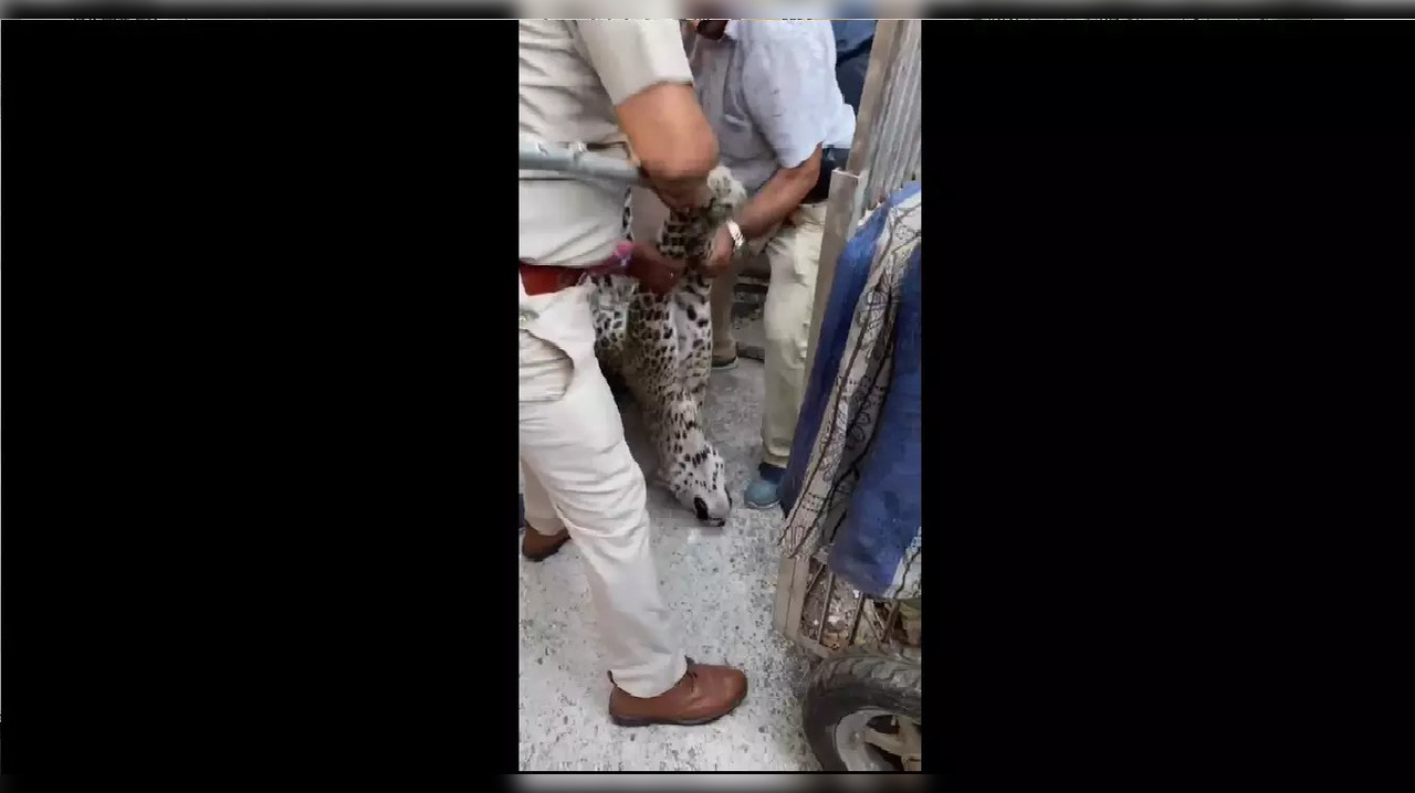 Leopard strays into residential area in Haldwani village of Nainital ...