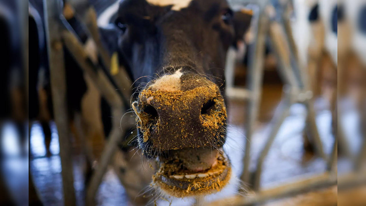 Himachal records first female calf birth using the sexed semen technique |  Technology & Science News, Times Now