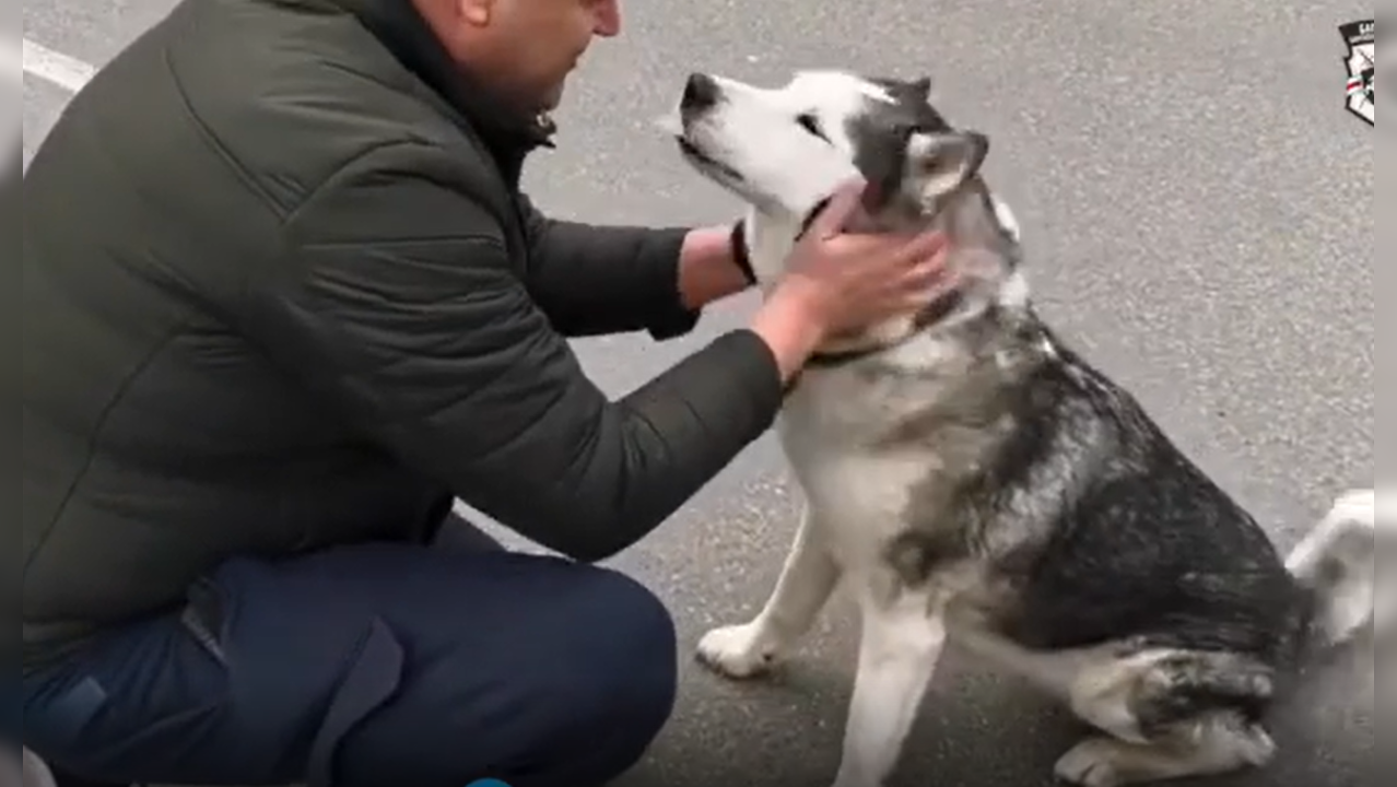 Ukrainian man reunites with his lost husky