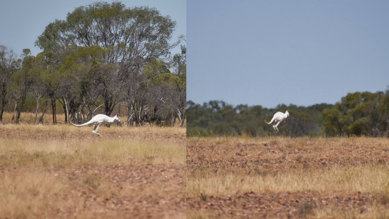 White kangaroo