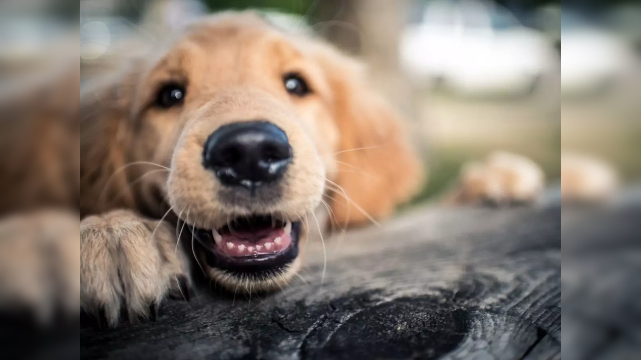 Prehistoric humans may have bred dogs based on their facial expressions