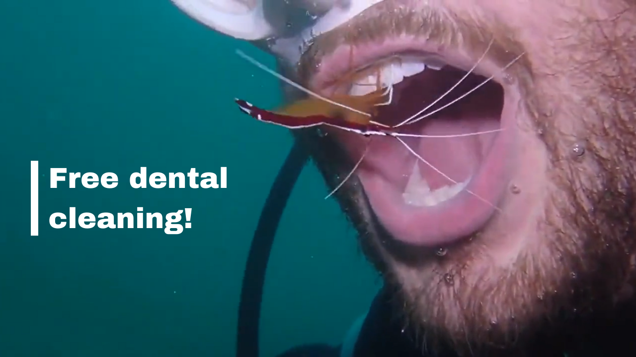 Viral video Scuba diver gets his teeth cleaned in the ocean by a