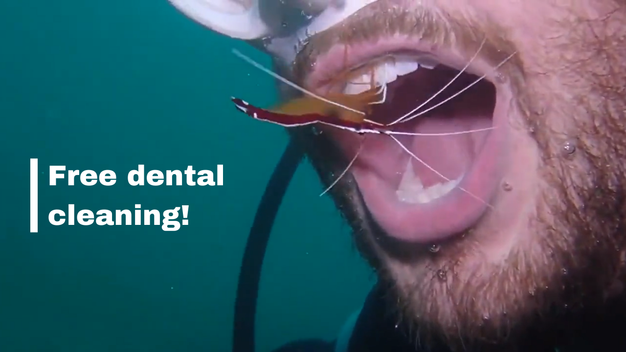 Scuba diver gets his teeth cleaned in the ocean by a shrimp