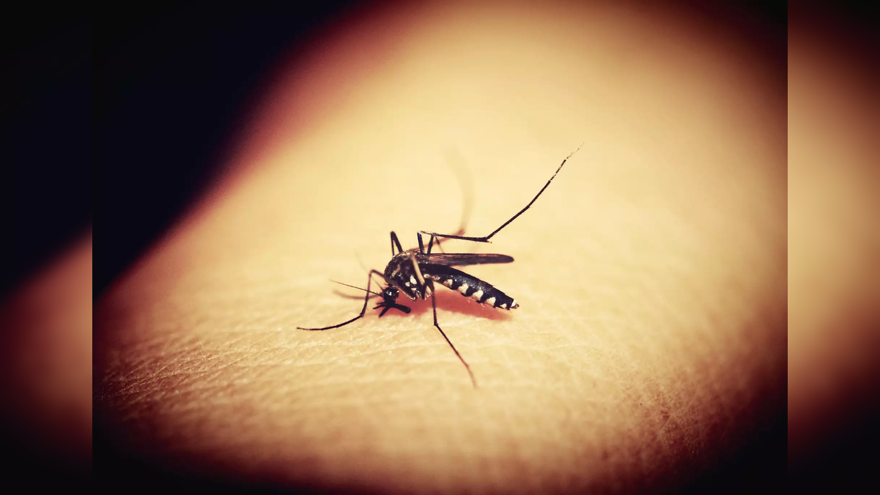 Genetically modified mosquitoes to be released in US