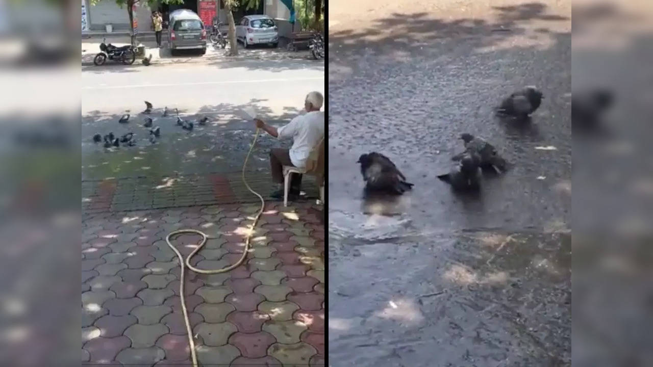 A man helping birds cool down is the best thing on the internet today