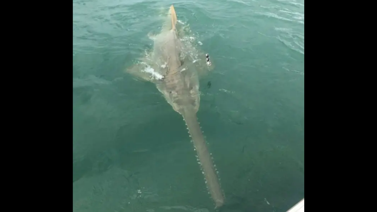 Fisherman accidentally catches rare 13-foot-long sawfish 