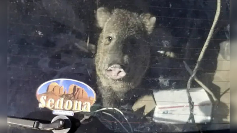 Snack-craving javelina gets stuck in a car