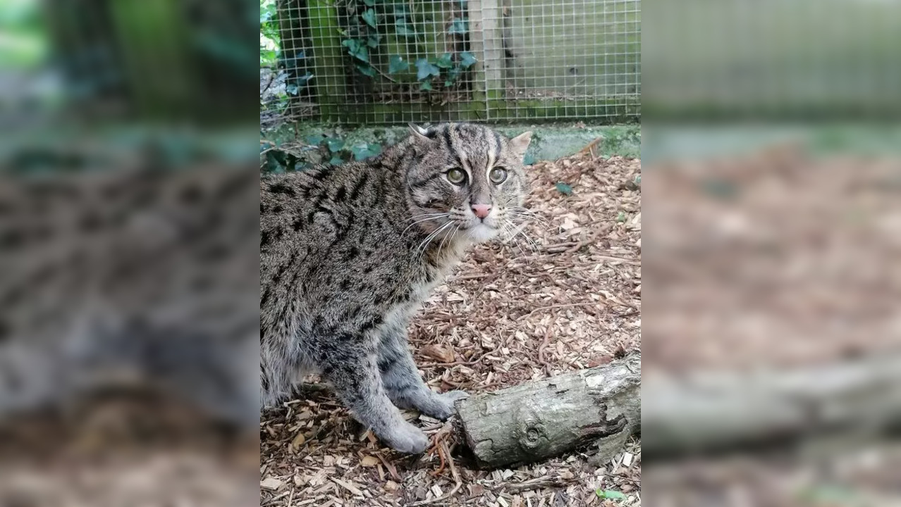 Fishing cat